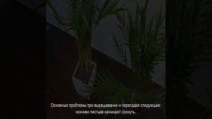 Пальма арека — уход в домашних условиях и размножение