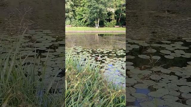 Кубышки-это желтые кувшинки..! смотреть онлайн