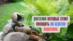 Растения которые стоит посадить на берегах водоемов и вдоль ручья 2.mp4