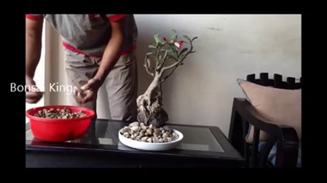 Desert rose | Grow Adenium obesum | How to grow adenium As Bonsai Tray decoration смотреть онлайн
