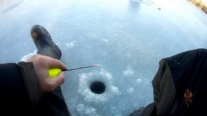 Оторвались по окуню или безмотылка рулит. Ловля окуня на безмотылку.