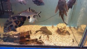 Аквариум 350 литров с цихлидами