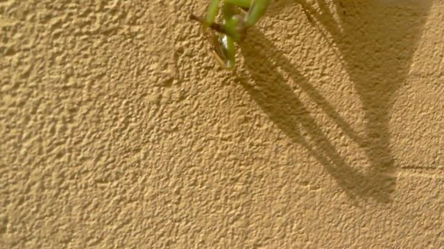 Богомол на стене кушает кузнечика(+_+) смотреть онлайн