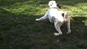 McNight - American Bulldog/Dalmation mix