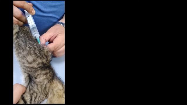 Спасение умирающего котенка