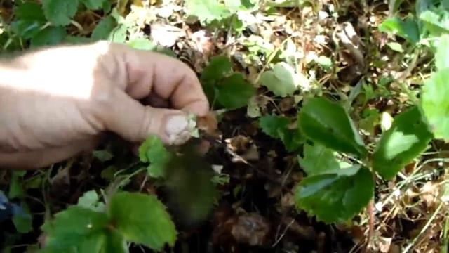 Раундапом по полуниці.(клубника ). смотреть онлайн