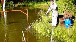 Монстры в моём прудике,рыбалка. Карп метает икру