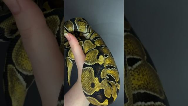 Королевский питон Фрида / ball python