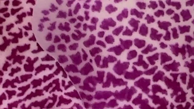 Миллион сортовых орхидей в Леруа Мерлен! Попугай, Аркс Рей, Дикий Кот, Сезам ... по 526 рублей! смотреть онлайн