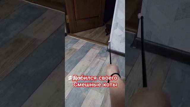 Смешные коты😂#котята#ориентальныйкот #смешныекоты