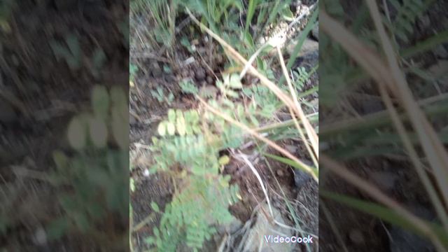 Растение используется в качестве ингредиента для приготовления чая с различными вкусами. смотреть онлайн