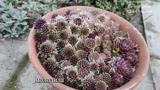 Про горшечный садик, очитки, полив и колодец. 03.04.2023 г. Пятигорск