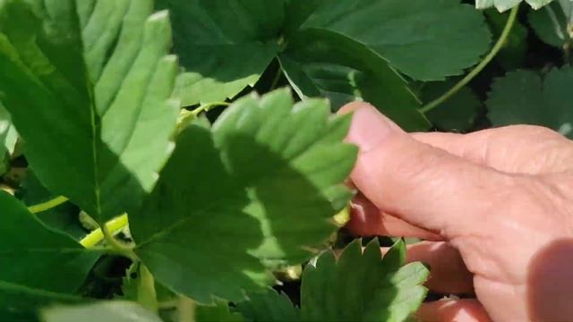 Высокоурожайный сорт садовой земляники "Орлец" смотреть онлайн