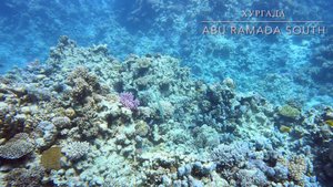 Дайвинг на рифе Abu Ramada South, Египет, Хургада