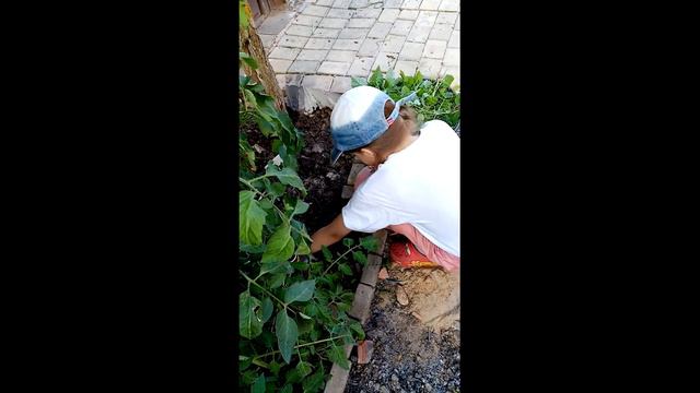 Помидоры. Ждем Урожая смотреть онлайн