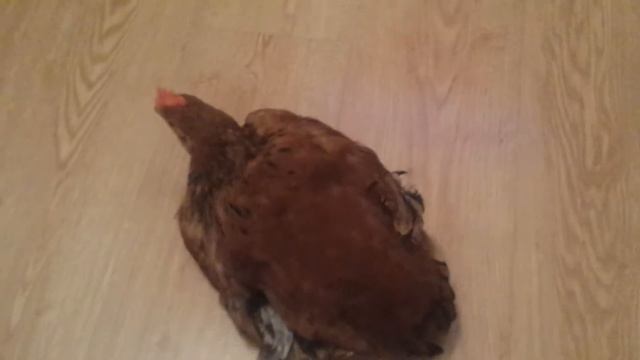 Птичке жарко. 太熱了。睡在地板上的鳥 Спит на полу...))) смотреть онлайн