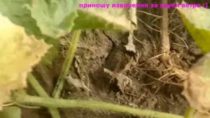 Как выбрать спелый арбуз и дыню