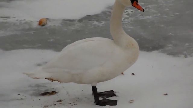 лебеди "НЕПРИМЕРЗАЙКИ" ч.3, Минск, вдх. Лошица, парк Курасовщина, Солнечная долина 31.12.2014 смотреть онлайн