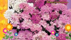 Иберис зонтичный Смесь окрасок. Краткий обзор, описание характеристик iberis umbellata Smes' okraso