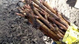 Результат хранения черенков черной смородины в открытом грунте