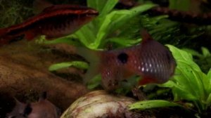 All About Red Phantom Tetras: A Fantastic Fish For Small Aquariums