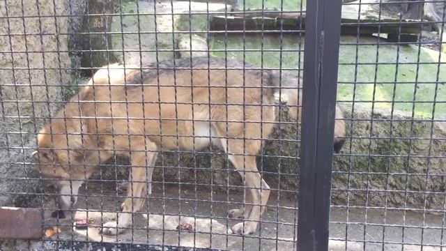 как кормить волков смотреть онлайн