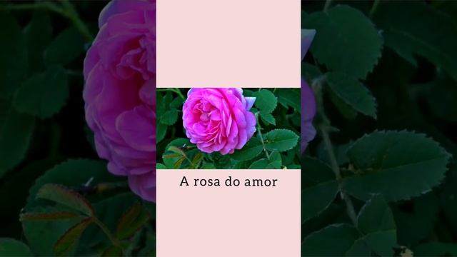 A rosa do amor [poema] Hilda Hilst