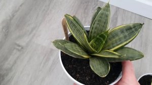 Сансевьерии Ханни (Hahnii). Обзор моей полной мини коллекции. Май 2022.