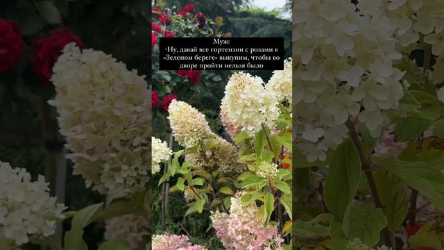 Гортензии в Ростове от «Зеленый берег» #питомникрастений #домростов #декоративныерастения