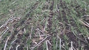 С чем лучше сеять пшеницу?