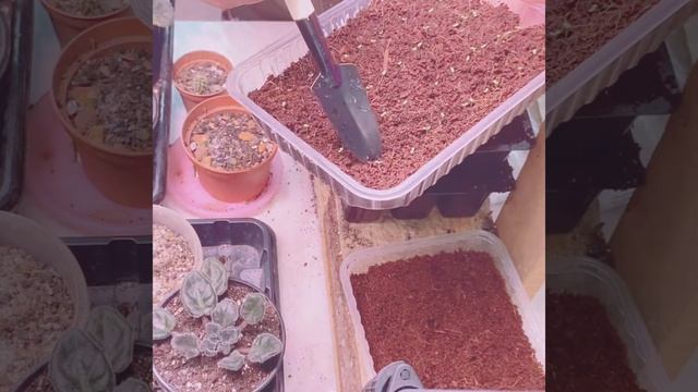 Всходы на кокосовом брикете петунии смотреть онлайн