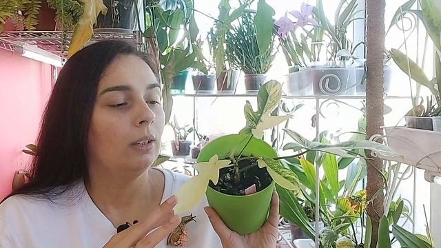 Вариегатный Филодендрон Magic Mask. смотреть онлайн