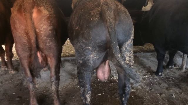 Букапарвари Дар Рассия смотреть онлайн