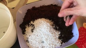 Как посадить пророщенный росток манго и в какой грунт?