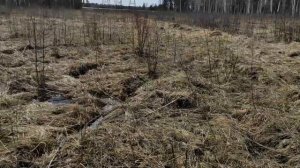 Заготовка дров на уазе  3303. Весенняя распутица.