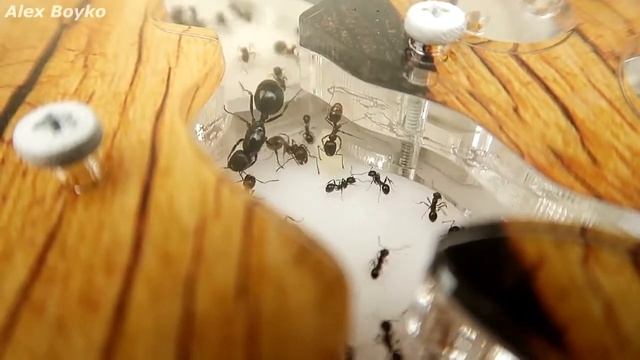 Куколка гигант в моем муравейнике! Что из нее вырастет ? смотреть онлайн