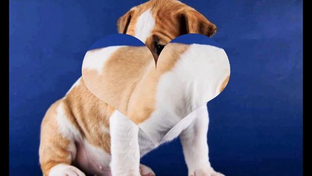 Bullterrier (puppy)\Бультерьер щенок