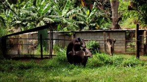 Tapirs mating at the Zoo. Zoologico Nacional de Nicaragua