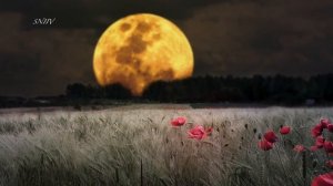 "ЛУННАЯ СОНАТА" ЛЮДВИГ ВАН БЕТХОВЕН