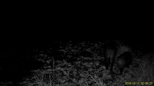 Кабаны. Контактное хрюканье