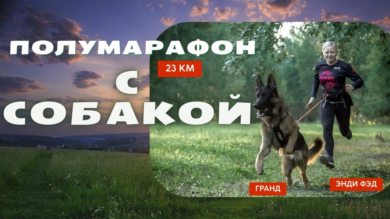 Полумарафон с собакой [23 км с немецкой овчаркой] - Каникросс по полям