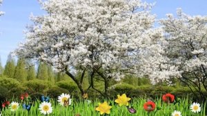 Ирга канадская ? Обзор: посадка и уход. крупномеры ирги : описание и особенности