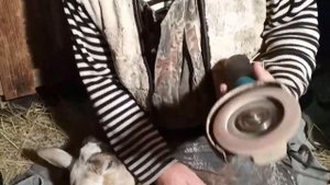 Обрезаем копыта у коз. Пробуем сточить болгаркой.