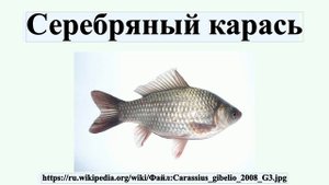 Серебряный карась