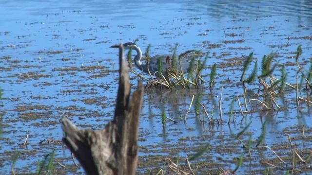 Heron fishing on Sony HXR-NX5E смотреть онлайн