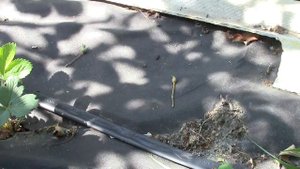 Земляника садовая(клубника)зефир.первое плодоношение 7.06.2017г