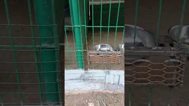 Поворотные кормушки для гончих собак смотреть онлайн