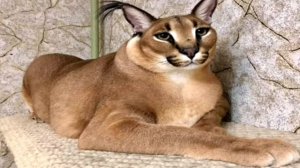 Шлёпа 2 часть Шлёпа аниме с щёчками мем приколы