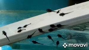 Разведение Стурисом.