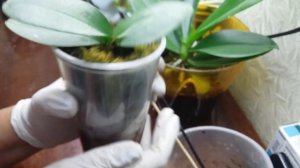 Как избавится от грибов растущих в коре фаленопсиса!  Что делать?